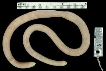 Media type: image;   Herpetology R-12361 Aspect: ventral